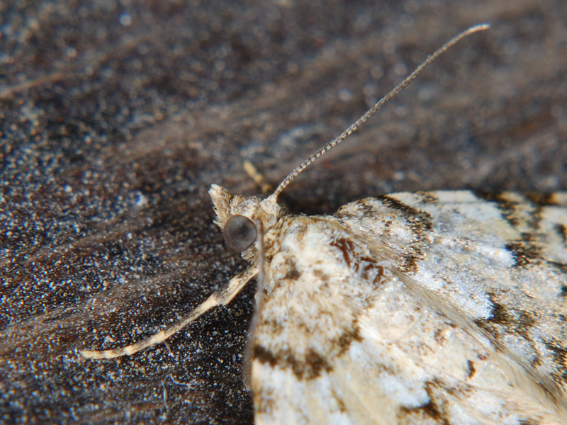 Xanthorhoe sp.